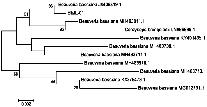 A strain of Beauveria bassiana bbjl-01 with strong pathogenicity to the last instar larva of Cryptomeria caterpillar