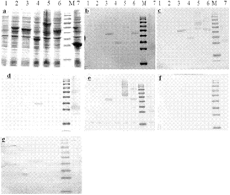 Recombinant antigenic protein for detecting dengue virus antibody, kit and application thereof