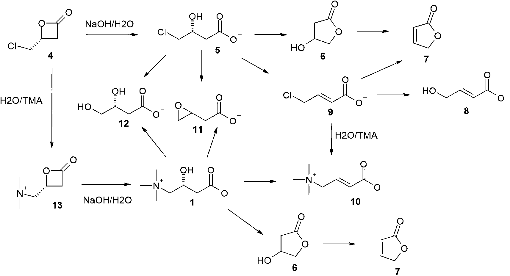 A process for the production of carnitine from [beta] -lactones