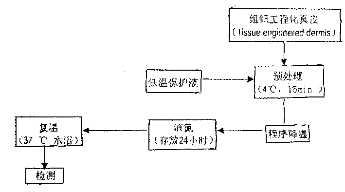 Low temperature method for conserving ture skin obtained from tissue engineering