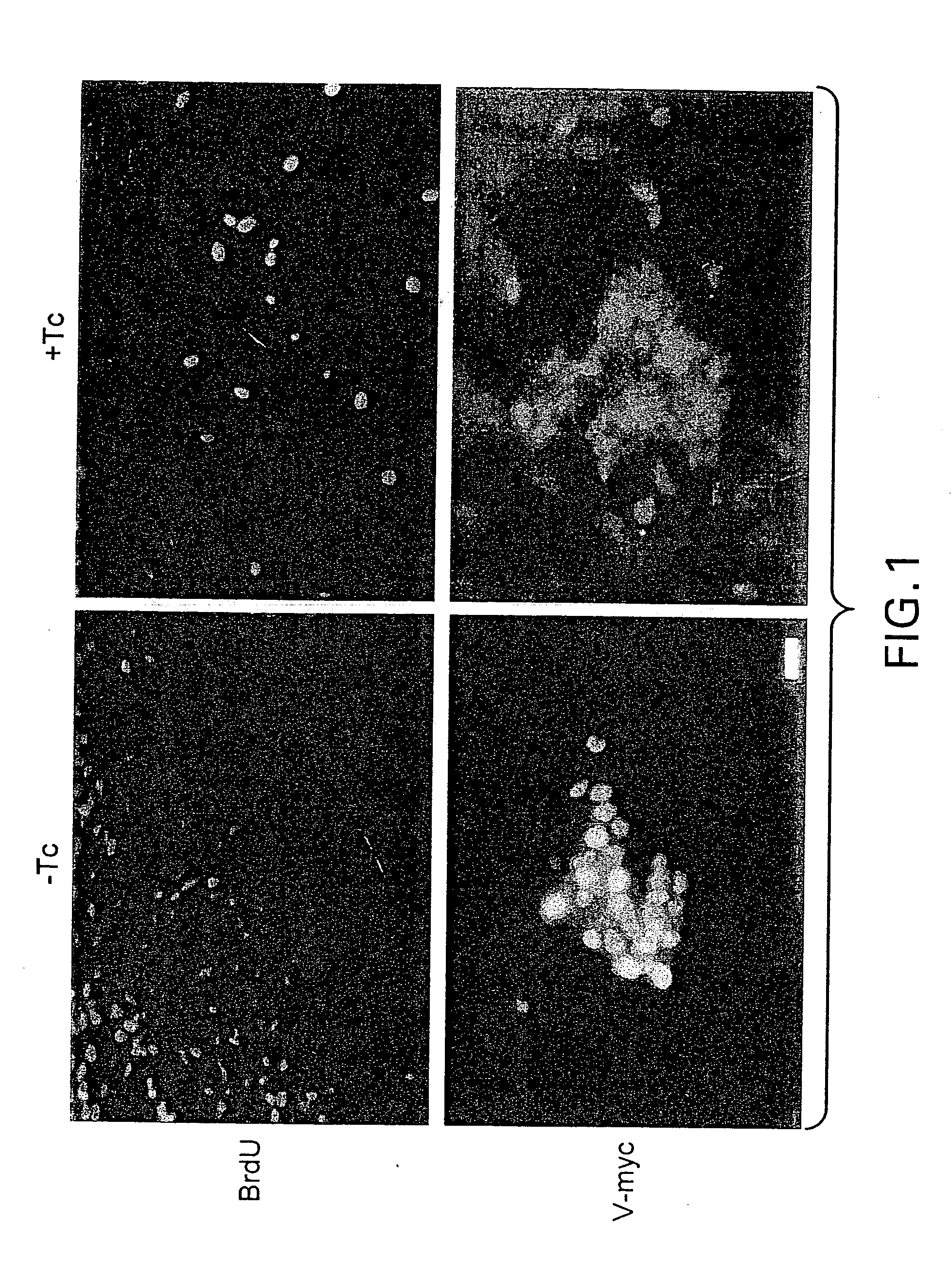 Human CNS cell lines and methods of use therefor