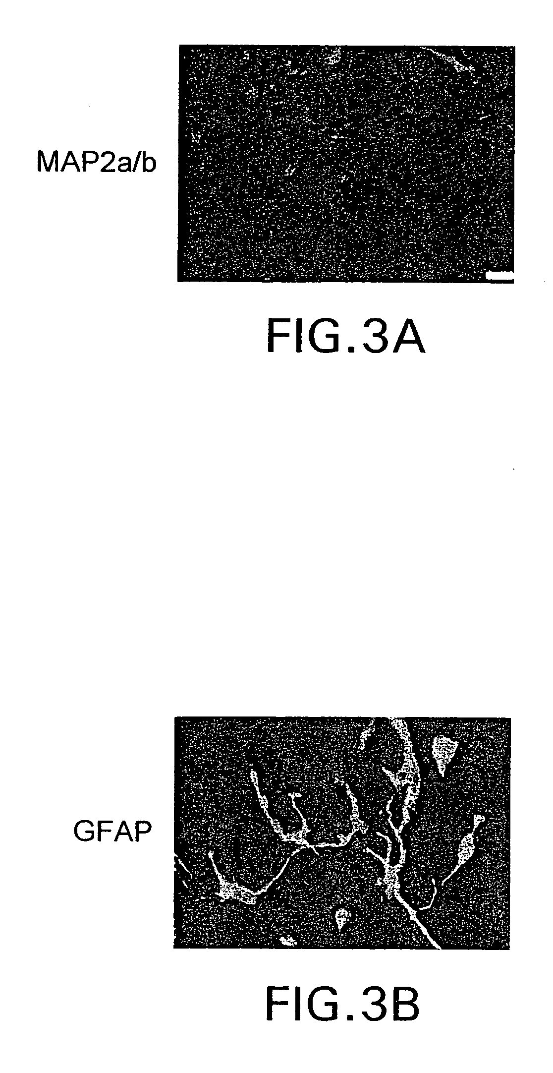Human CNS cell lines and methods of use therefor