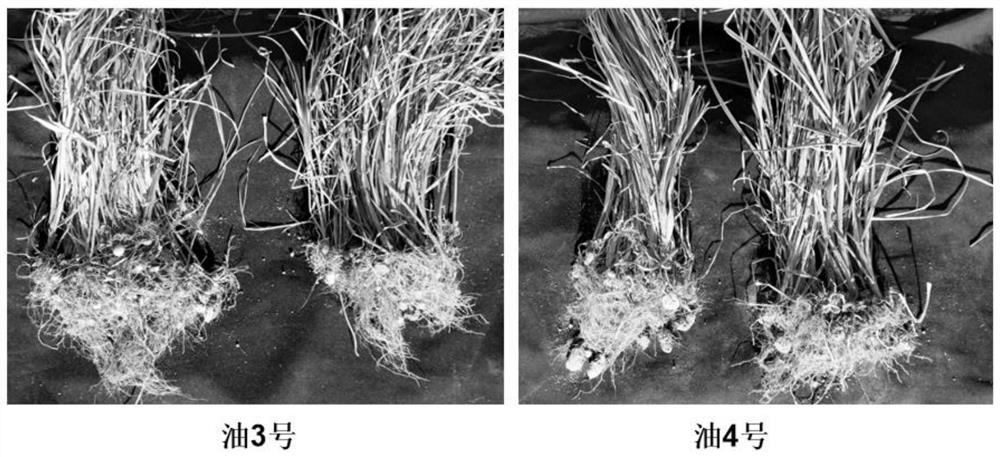 A method for intercropping planting of Cistanche cistanche and oily bean in the salinized area of ​​the Yellow River Delta