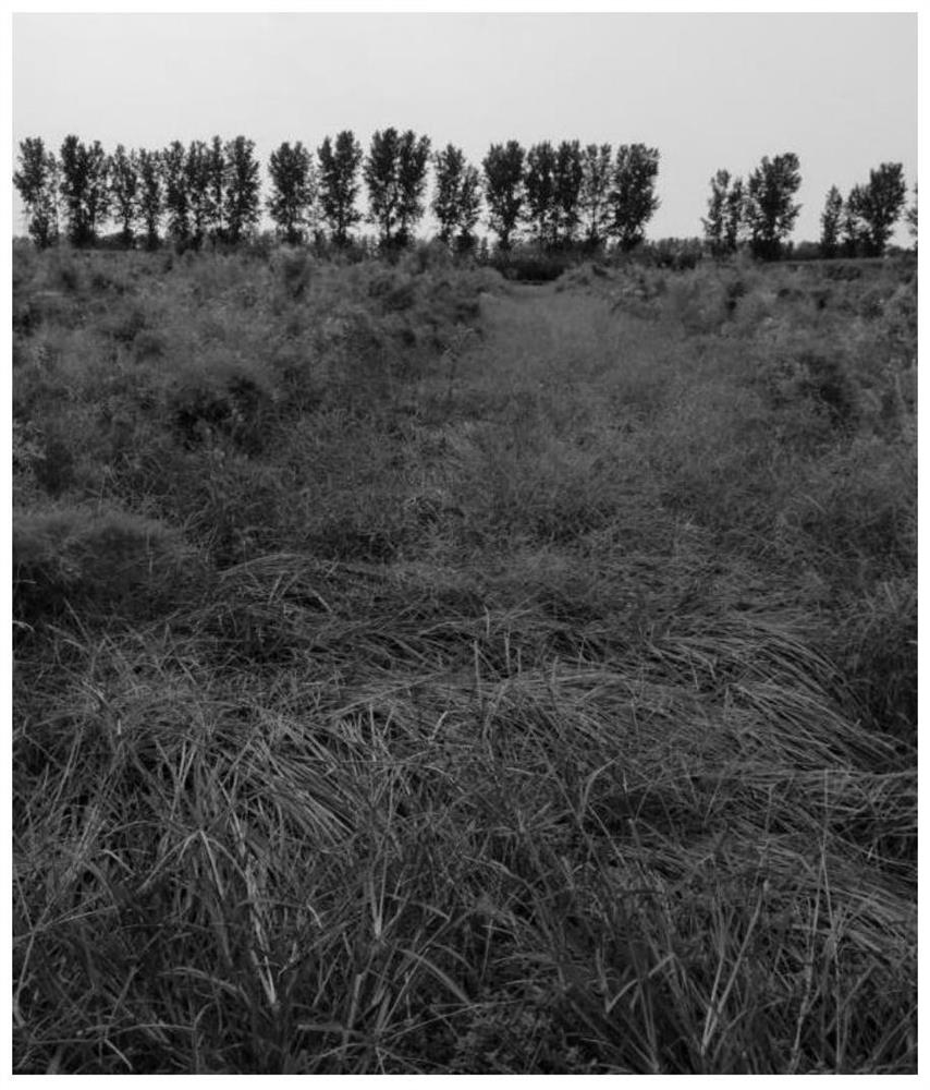 A method for intercropping planting of Cistanche cistanche and oily bean in the salinized area of ​​the Yellow River Delta