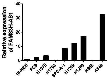 Application of long-chain non-coding RNA FAM83H-AS1 in the preparation of drugs for the treatment of non-small cell lung cancer