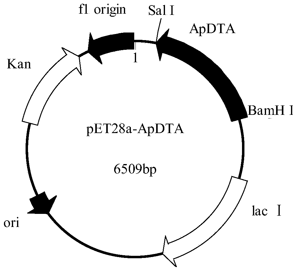 Recombinant bacterium expressing D-threonine aldolase and construction method and application of recombinant bacterium