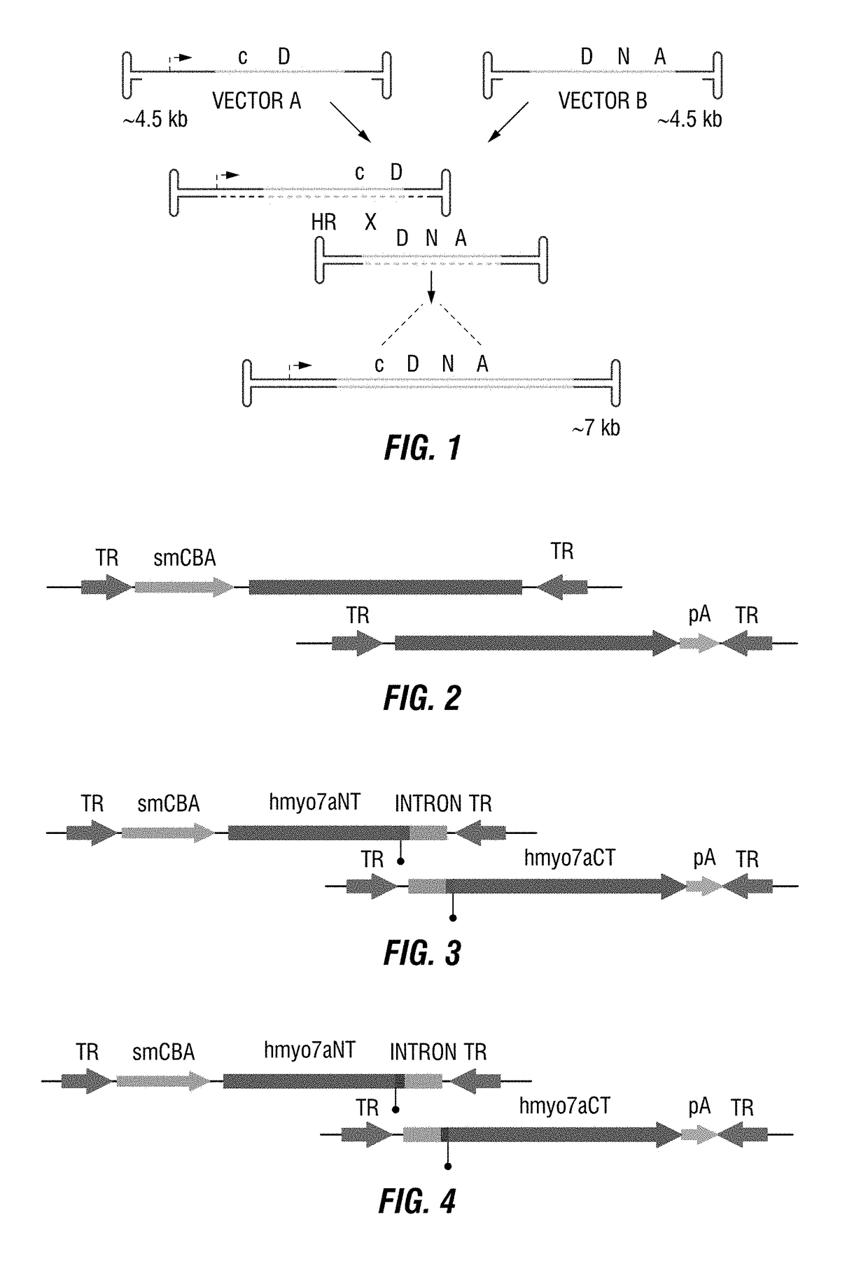 Dual-AAV vector-based systems and methods for delivering oversized genes to mammalian cells