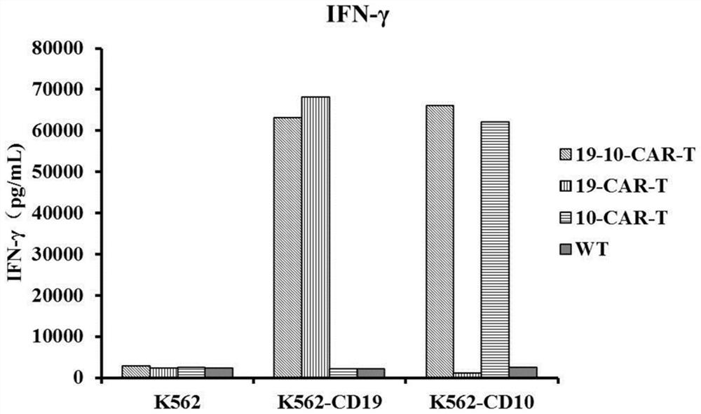 CD19 and CD10 double-target chimeric antigen receptor and application thereof