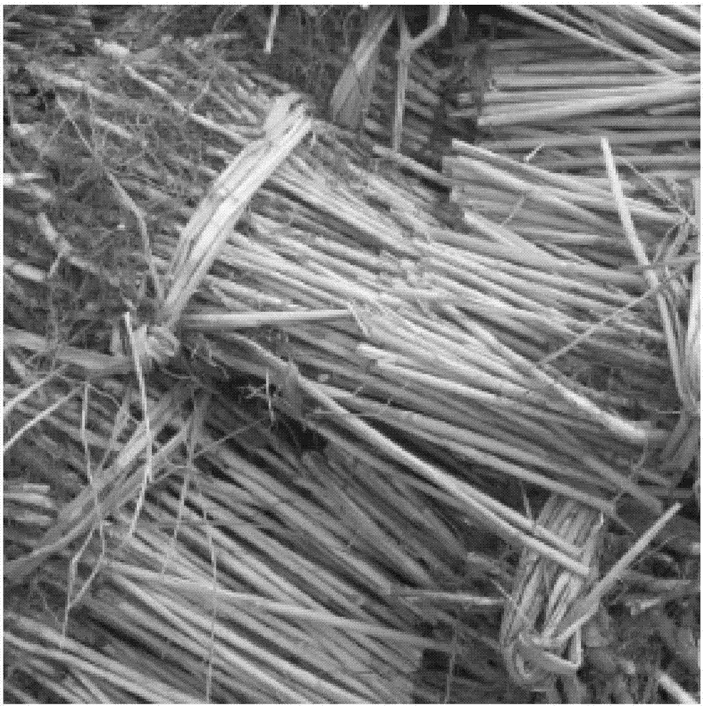 Reed stem cellulose nano-fiber and preparation method thereof