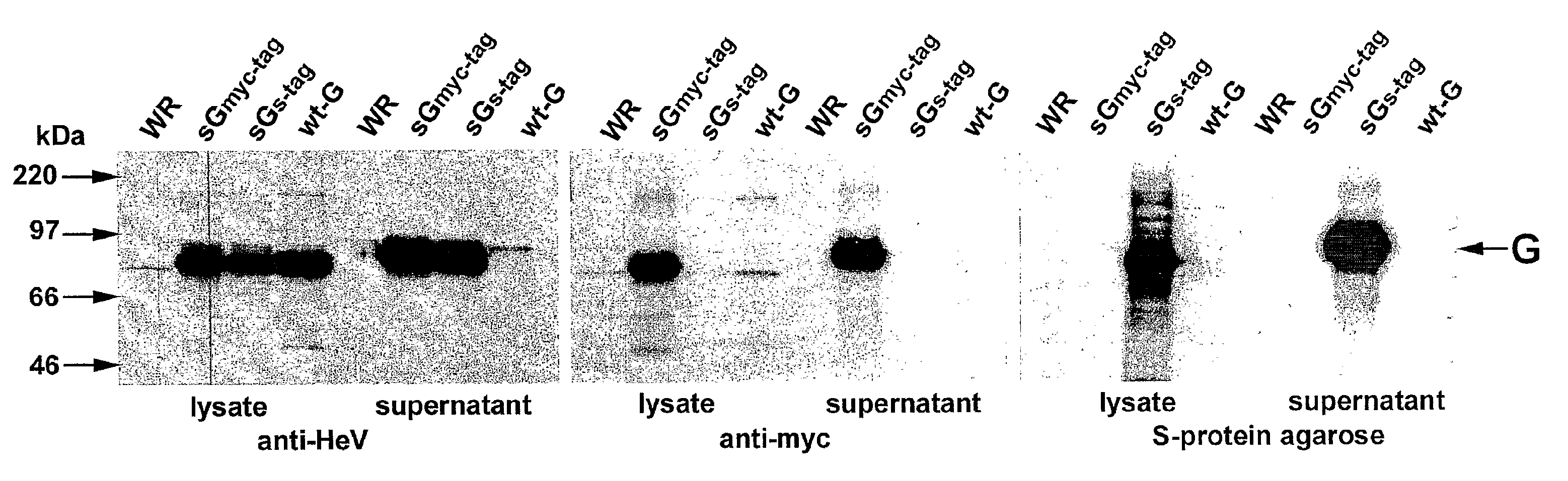 Soluble Forms of Hendra and Nipah Virus G Glycoprotein