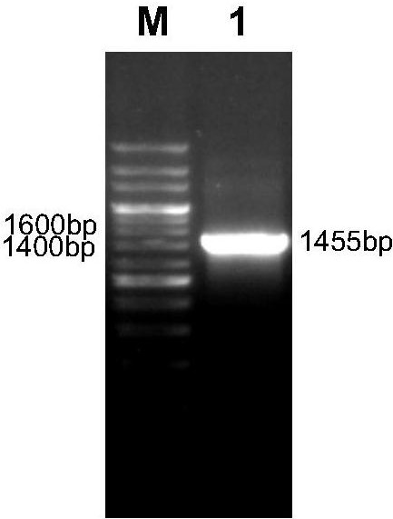 Group I serotype 4 avian adenovirus genetically engineered subunit vaccine, preparation method and application thereof