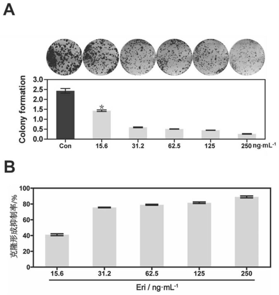 Use of erianin in preparing anti-bladder cancer drug for targeted inhibition of AKT activation