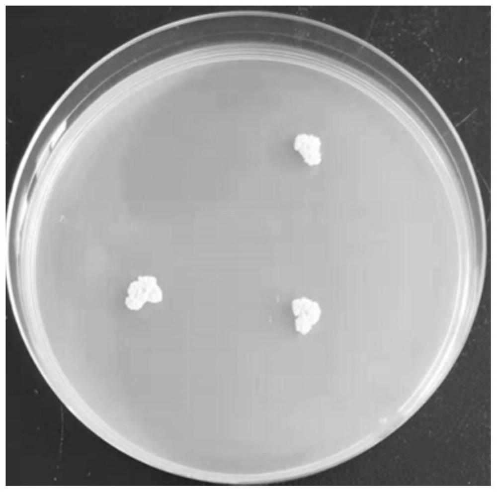 A kind of bacillus licheniformis with high tetramethylpyrazine production and its isolation and cultivation method and application