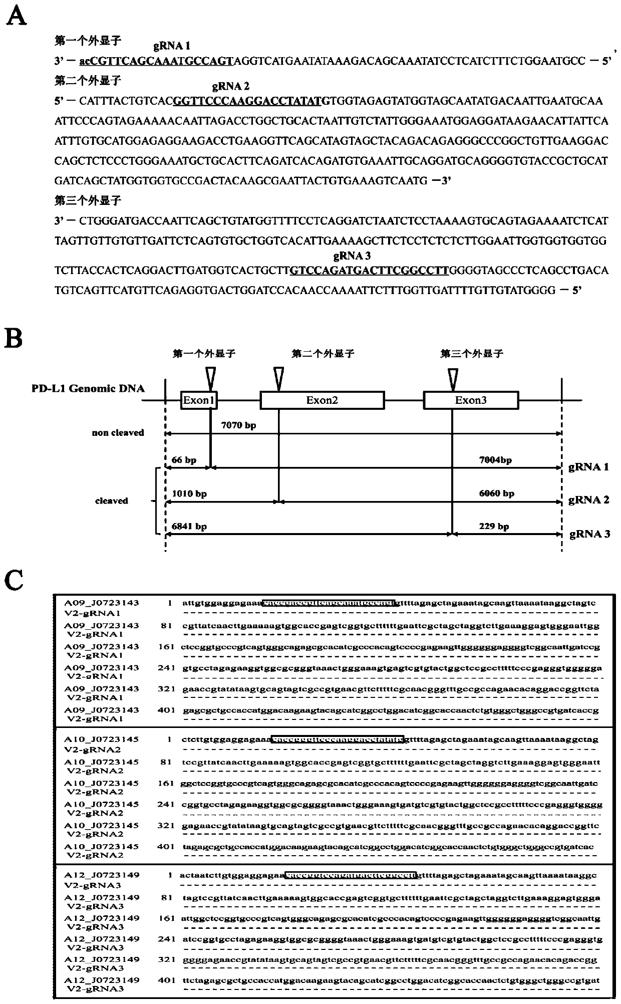 Method for knocking out PD-L1 gene in keratinocytes by CRISPR/Cas9 gene editing method