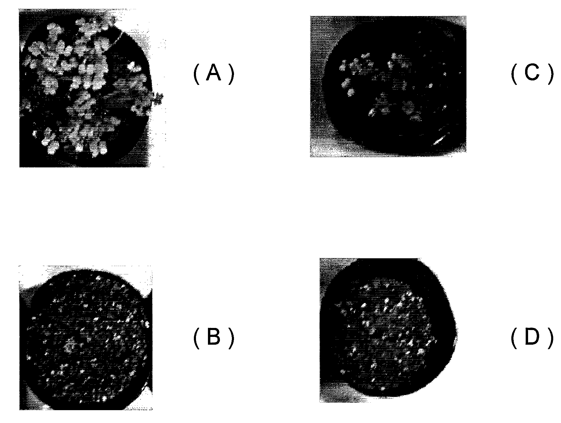 Particulate water retaining material for cultivating plant having water absorbent resin as main component