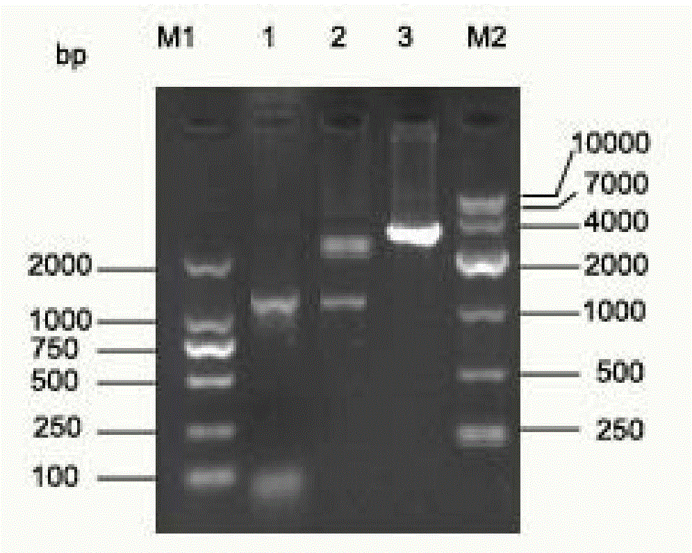 Aeromonas hydrophila outer membrane protein gene prokaryotic expression protein and application thereof