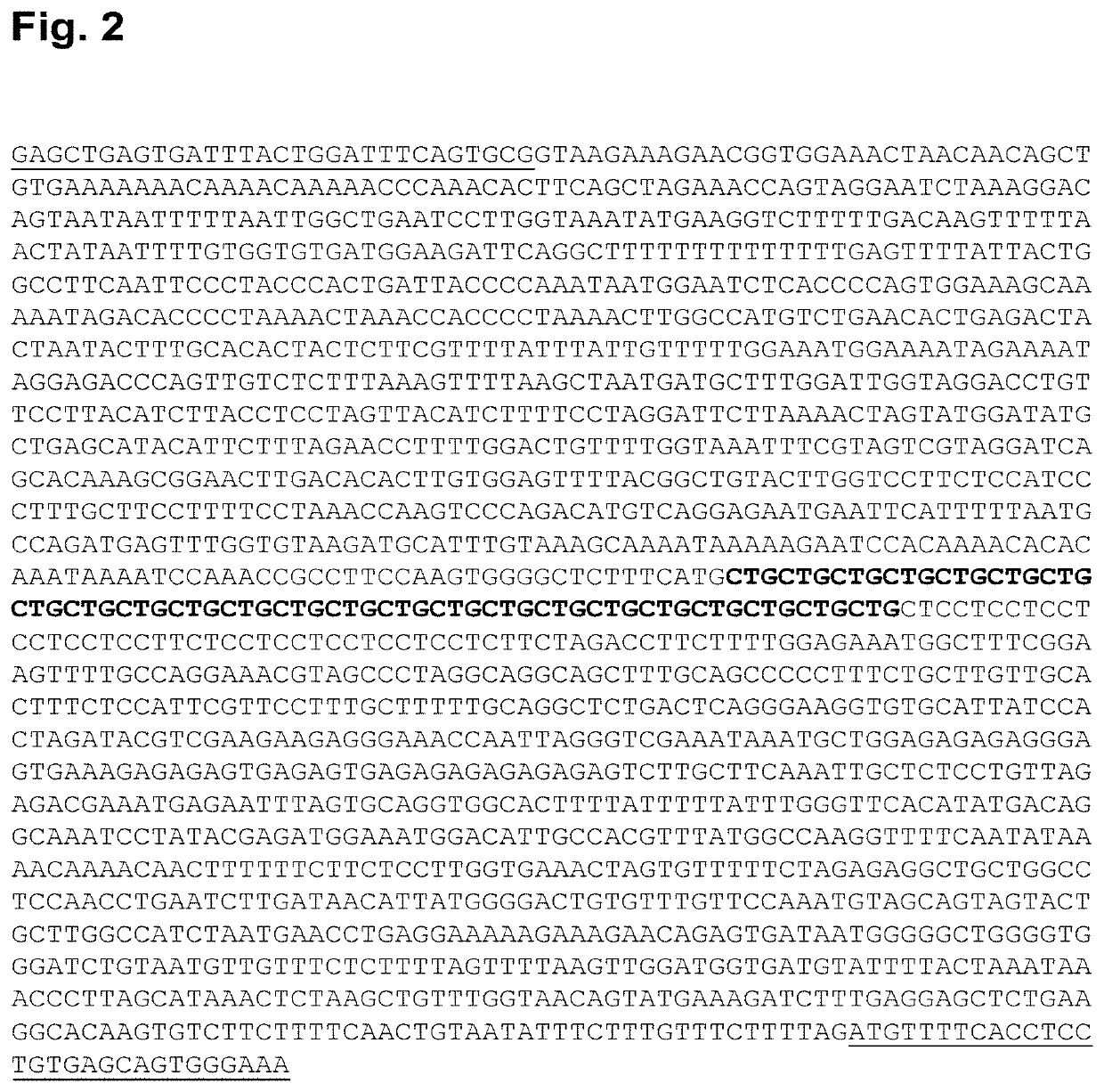 Use of single-stranded antisense oligonucleotide in prevention or treatment of genetic diseases involving a trinucleotide repeat expansion