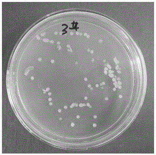 Marine bacteria BA-3 (Bacillus amyloliquefaciens-3) and application thereof in orchid disease prevention and treatment
