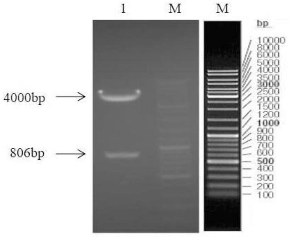 Construction and application of bovine CART gene eukaryotic overexpression vector