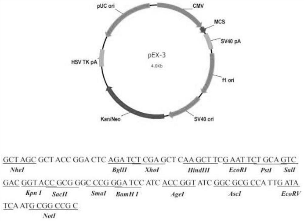 Construction and application of bovine CART gene eukaryotic overexpression vector