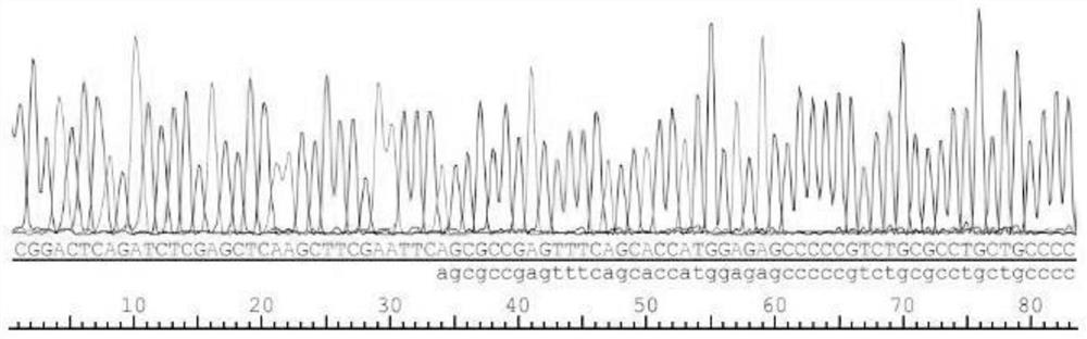 Construction and application of bovine CART gene eukaryotic overexpression vector