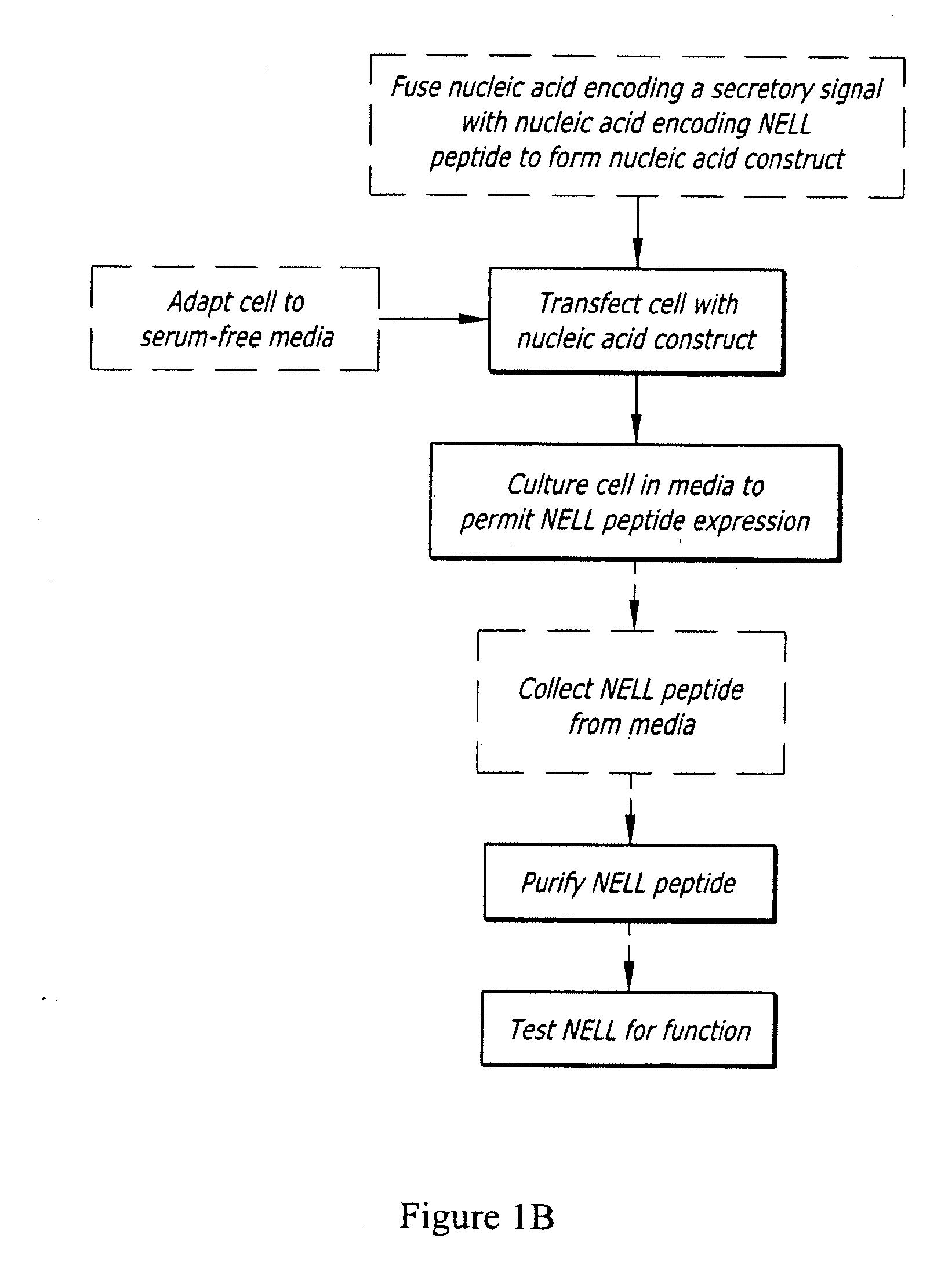 Expression System of NELL Peptide