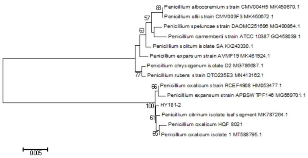 Penicillium oxalicum HY181-2, preparation method and application thereof