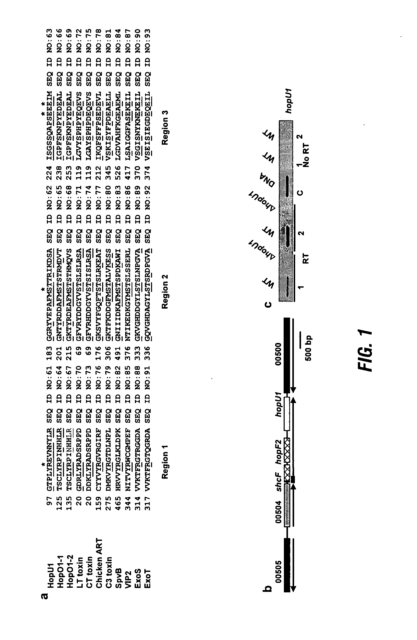 USES OF THE PSEUDOMONAS SYRINGAE EFFECTOR PROTEIN HopU1 RELATED TO ITS ABILITY TO ADP-RIBOSYLATE EUKARYOTIC RNA BINDING PROTEINS