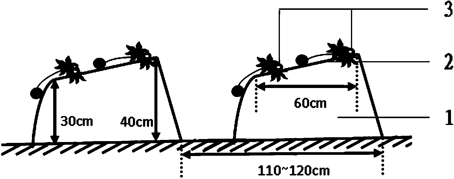 High ridge for planting strawberries and planting method