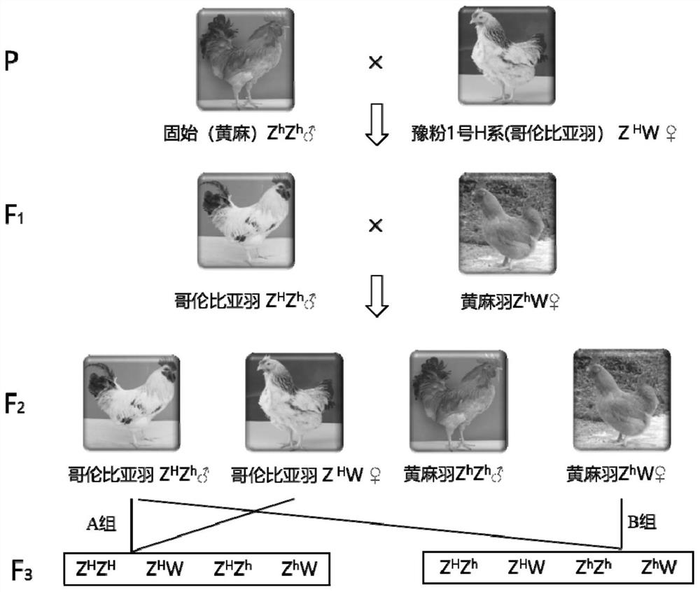 A kind of detection primer, detection kit, detection method and application of chicken Columbia plumage genotype