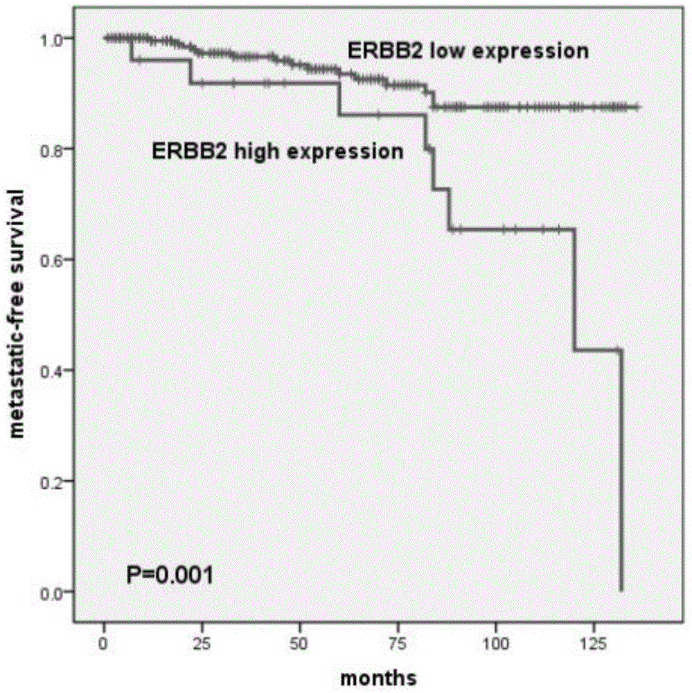 Application of ERBB2 protein in preparation of reagent for detecting pheochromocytoma metastasis