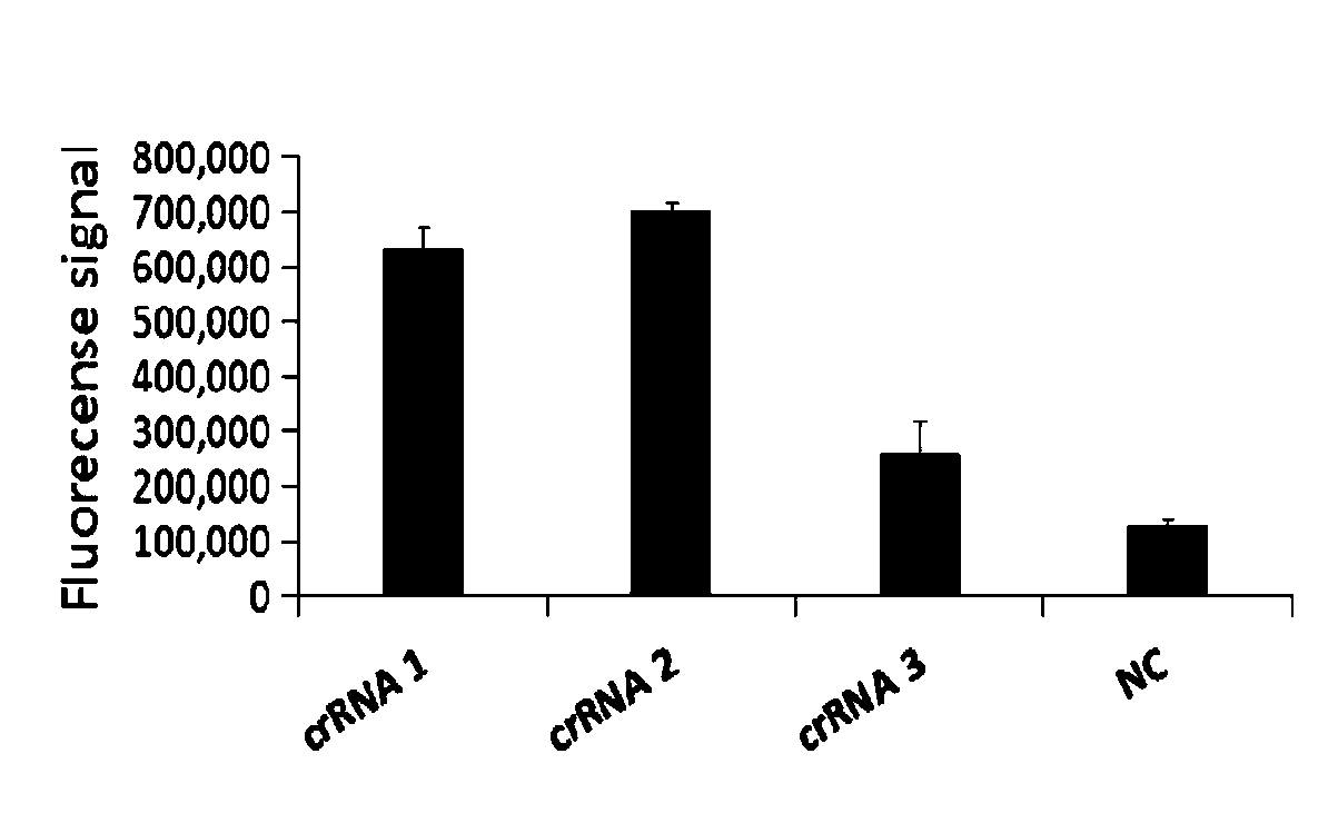 CRISPR detection primer group for bordetella pertussis and application of CRISPR detection primer group