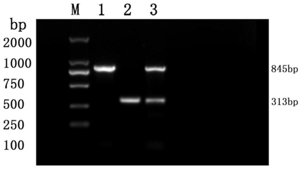 Primer group and kit for duplex PCR detection of fish rhabdoviridae and duplex PCR detection method of fish rhabdoviridae