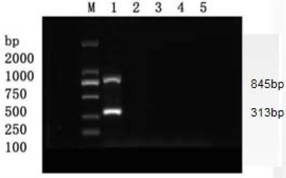 Primer group and kit for duplex PCR detection of fish rhabdoviridae and duplex PCR detection method of fish rhabdoviridae