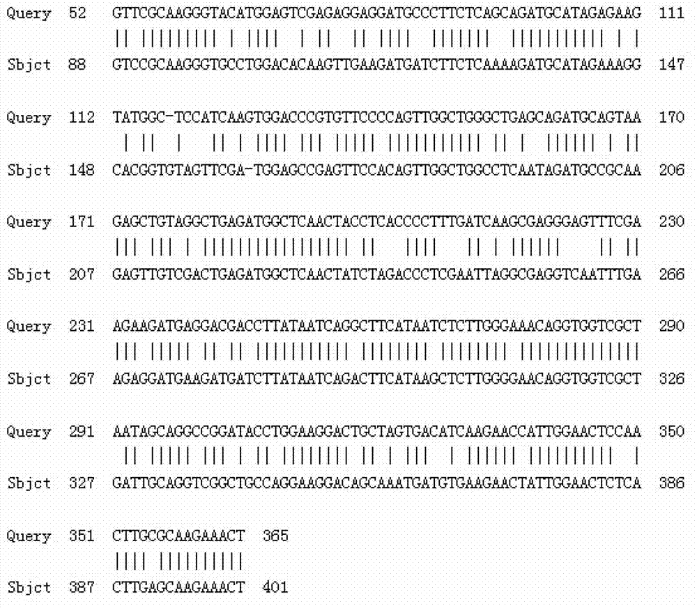 Tulip TfMYB2 protein and coding gene thereof as well as probe