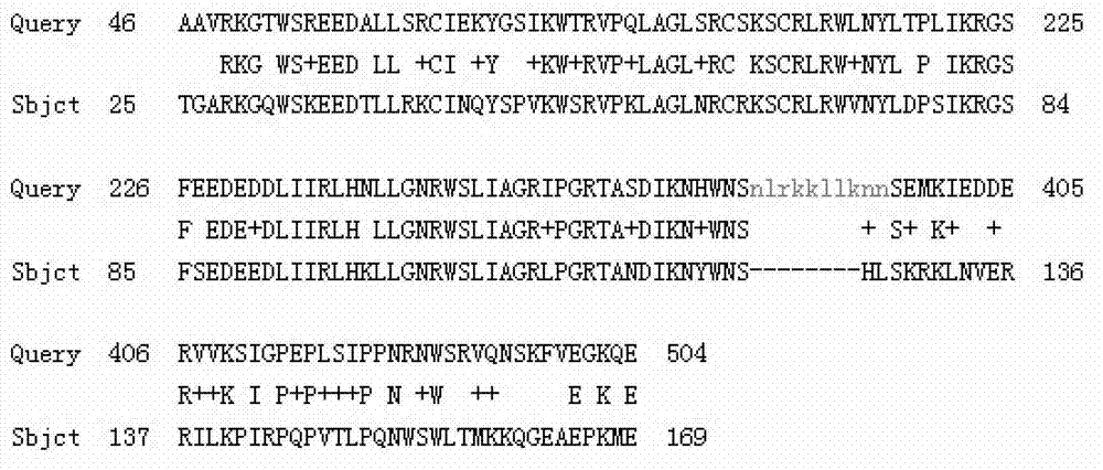 Tulip TfMYB2 protein and coding gene thereof as well as probe