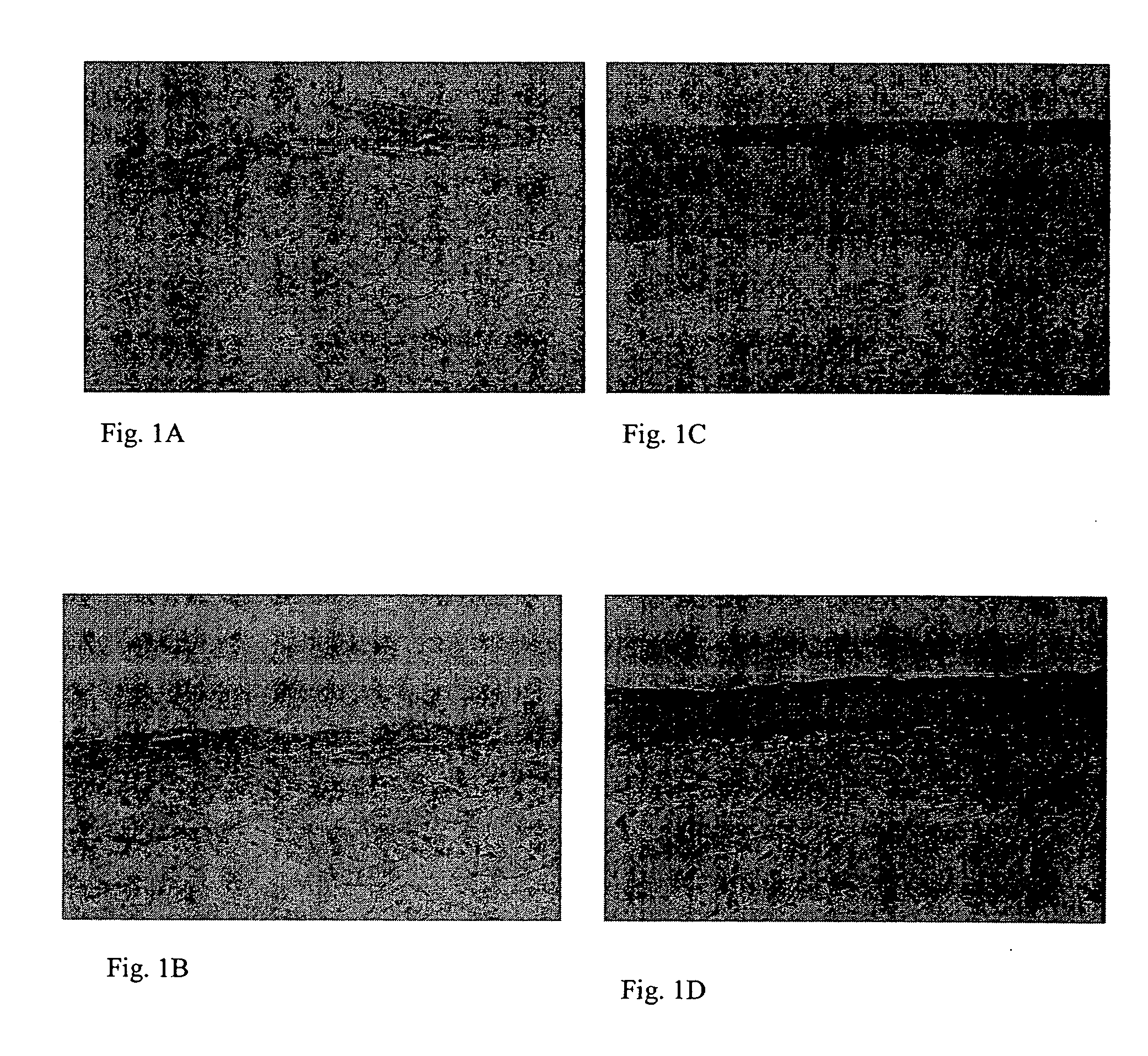 Fibrin cell supports and methods of use thereof