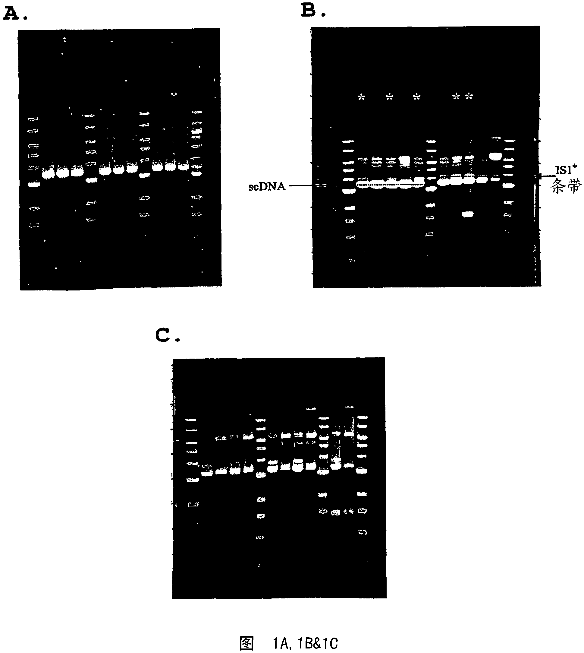 Method for genetic selection of high-plasmid producing e. coli clones