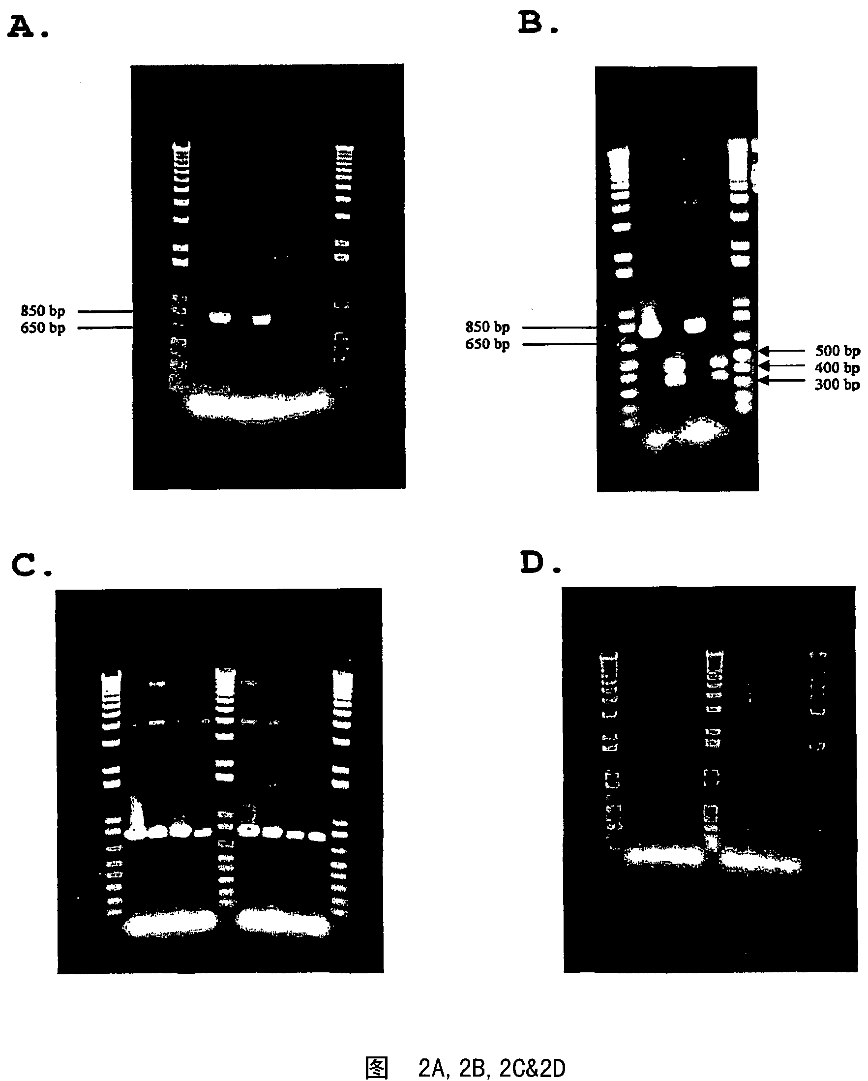 Method for genetic selection of high-plasmid producing e. coli clones