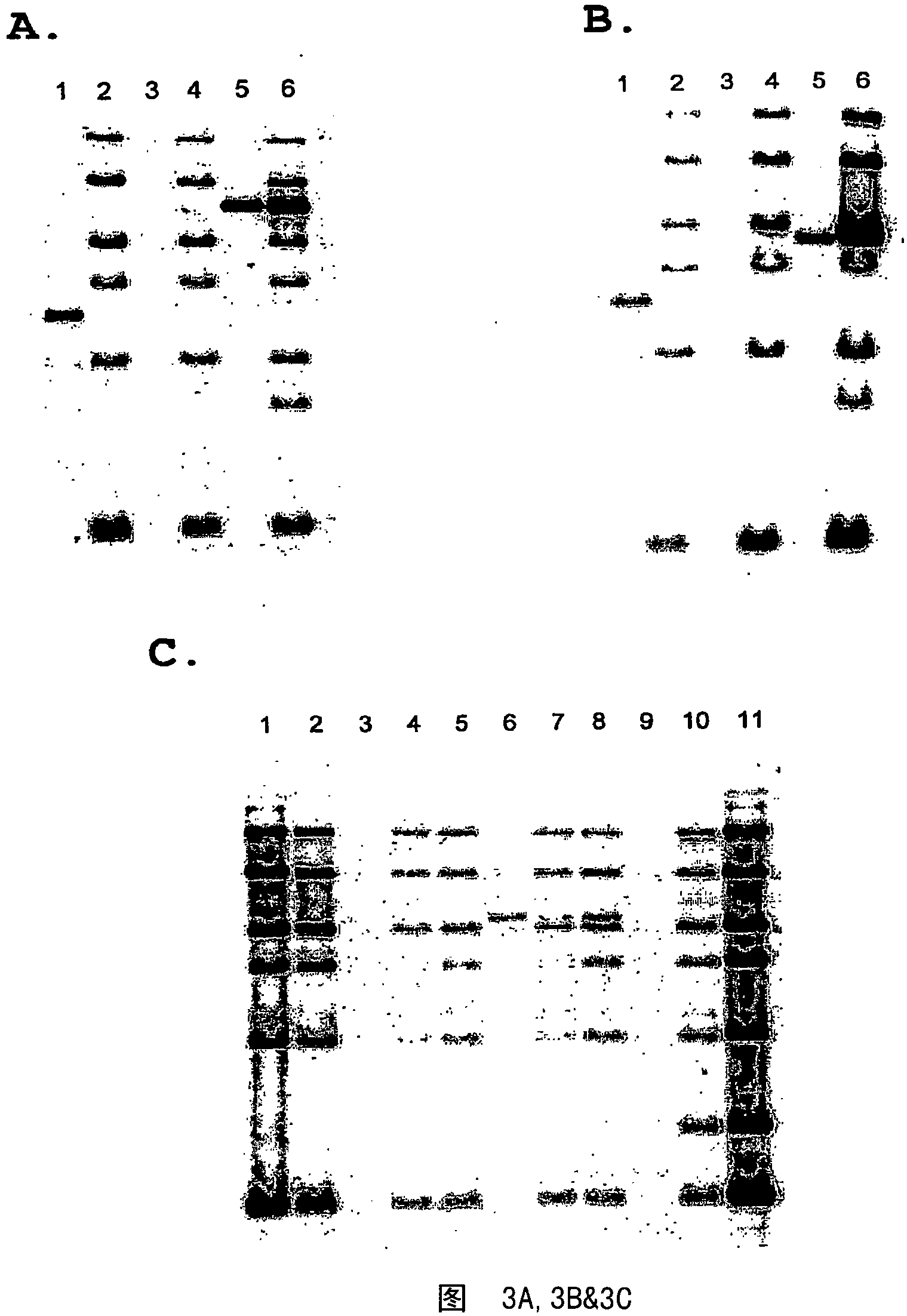 Method for genetic selection of high-plasmid producing e. coli clones