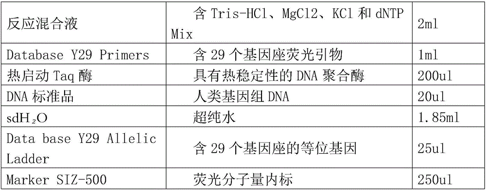 Fluorescence labeling composite amplification kit for 29 STR (short tandem repeat) gene loci of human Y chromosome
