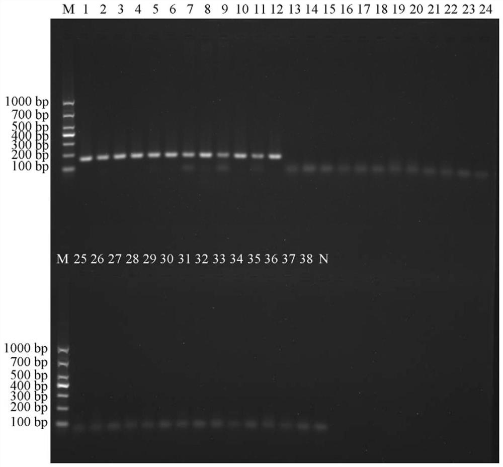 Primer combination for PCR (Polymerase Chain Reaction) identification of bungarus multicinctus medicinal material, standard decoction and traditional Chinese medicine formula granules as well as application and identification method of primer combination