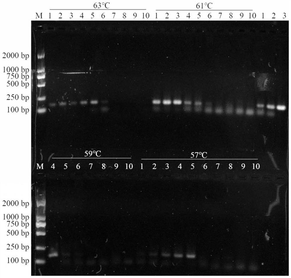 Primer combination for PCR (Polymerase Chain Reaction) identification of bungarus multicinctus medicinal material, standard decoction and traditional Chinese medicine formula granules as well as application and identification method of primer combination