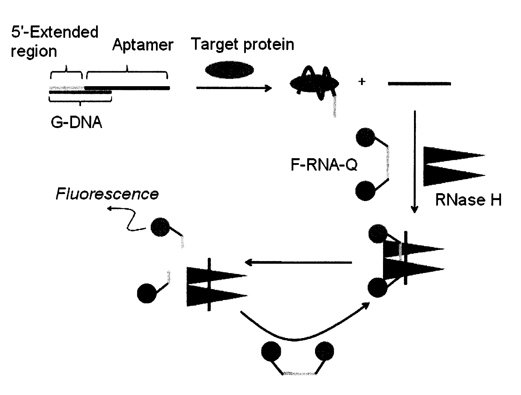 Method and kit for detecting a target protein using a DNA aptamer