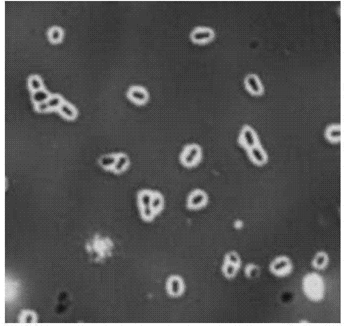 Capsule staining method for streptococcus pneumoniae