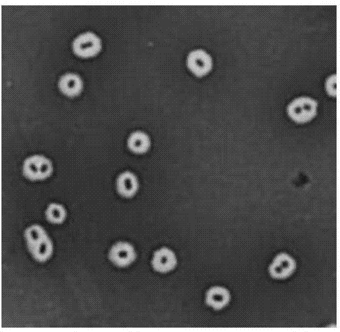 Capsule staining method for streptococcus pneumoniae