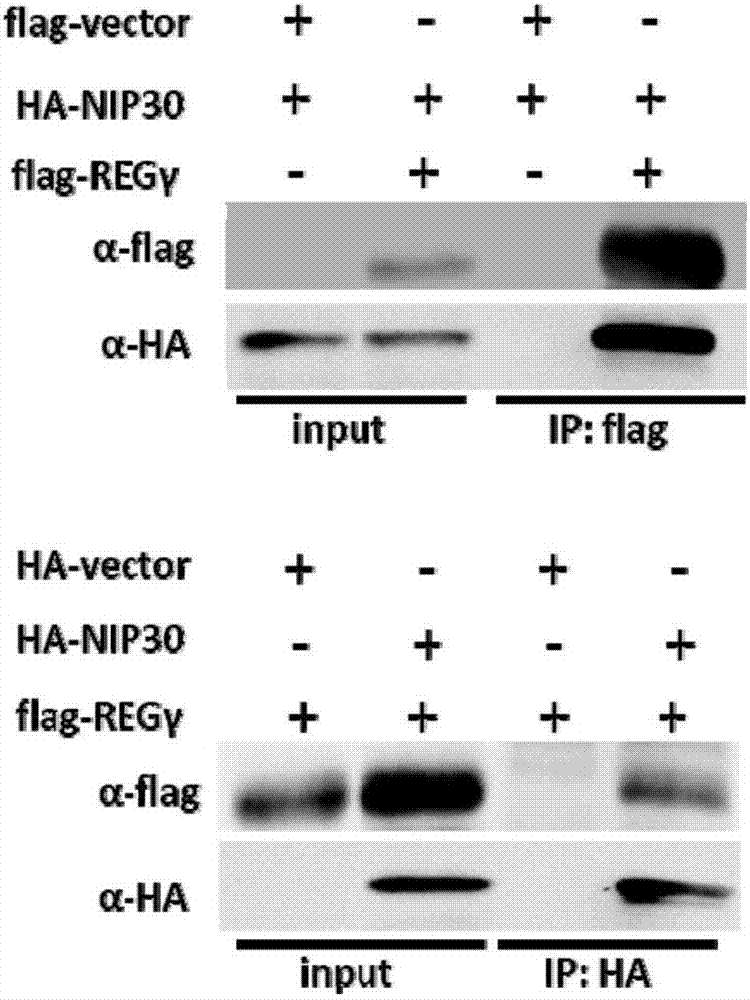 Polypeptide inhibitor for REG gamma-20S proteasome and applications thereof