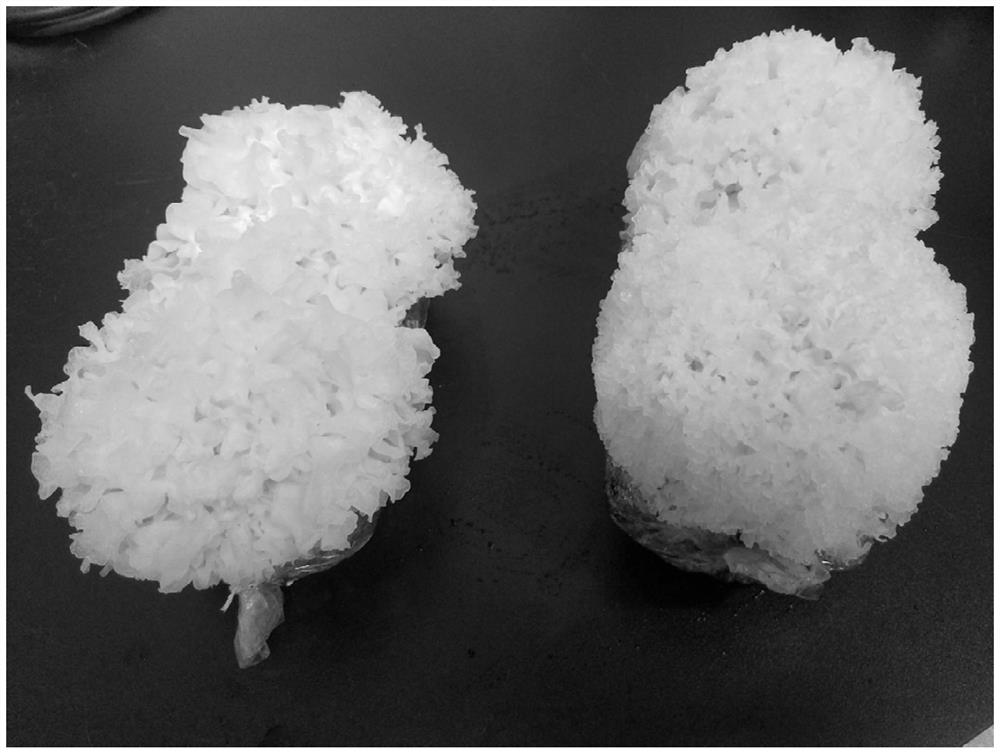 A kind of preparation method of rapid separation of white fungus pure mycelium and white fungus female species