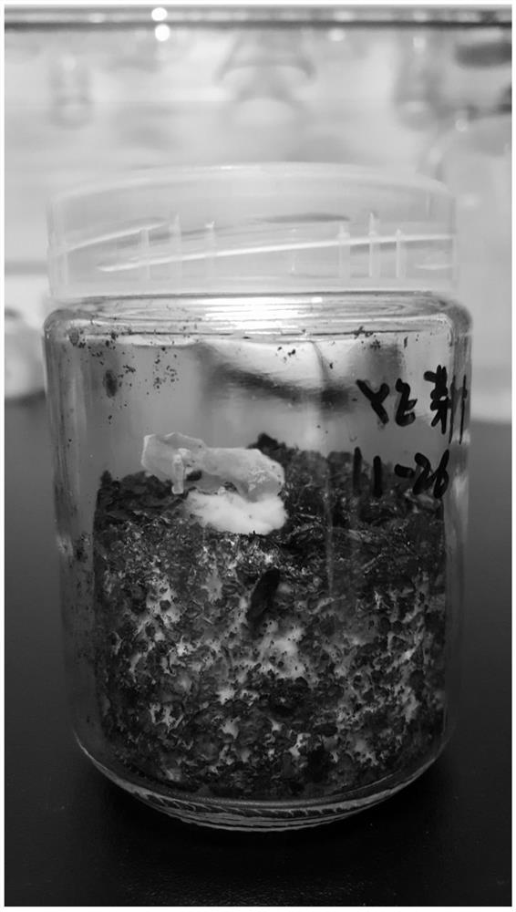 A kind of preparation method of rapid separation of white fungus pure mycelium and white fungus female species