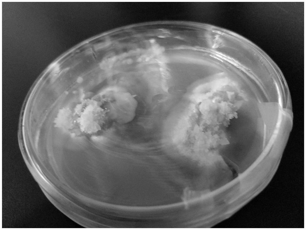 A kind of preparation method of rapid separation of white fungus pure mycelium and white fungus female species